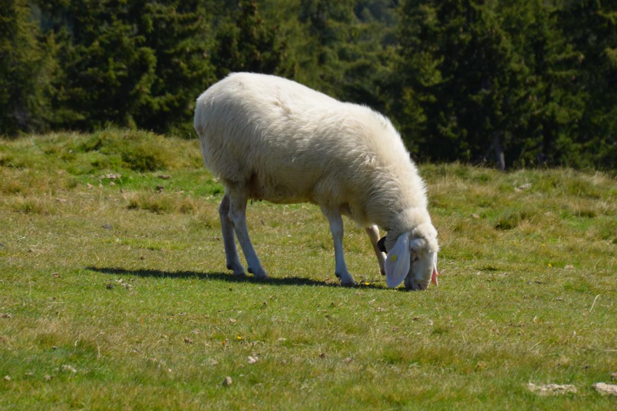 Stoanerne Mandln 01.09.2021